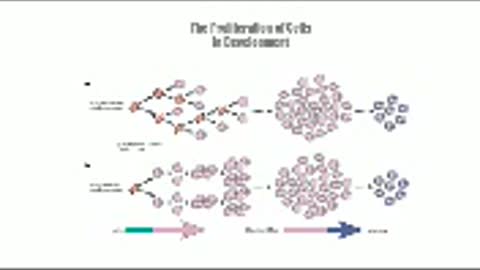 Cell Proliferation | Creative Bioarray