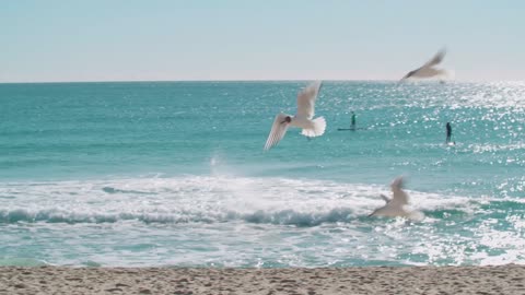 Seagulls are flying on the beach