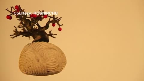 Bonsai trees float using magnetic levitation