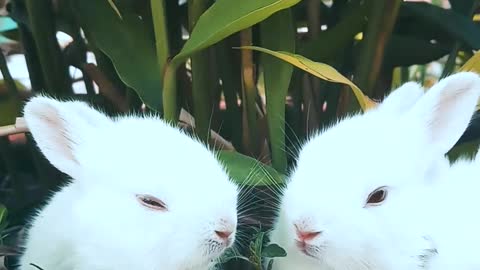 rabbits in a flower pot