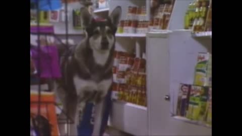 Dog goes shopping , the littlest hobo