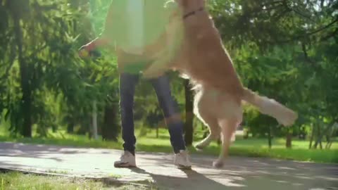 Adorable dogs video