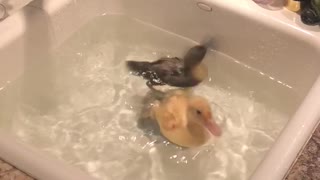 Ducklings go for first swim in kitchen sink