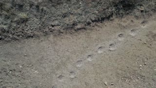 Black Mesa Dinosaur Footprints