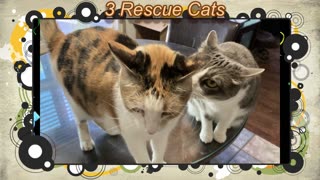 3 Rescue Cats #9