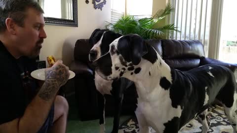 Man won’t give dog a bite of his sandwich. Dog throws tantrum and has everyone LOL