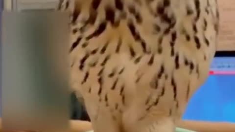 Funny animal videos