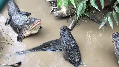 Fierce Alligators Bellow at Each Other