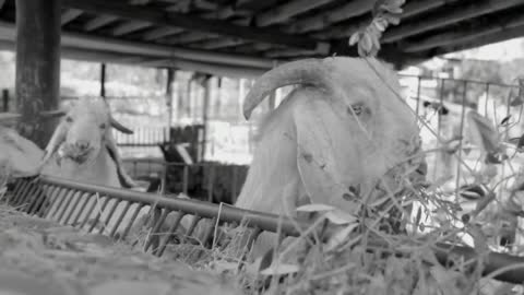 Goats Eating Grass