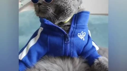 Fashionable cat