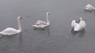 several swans on the sea