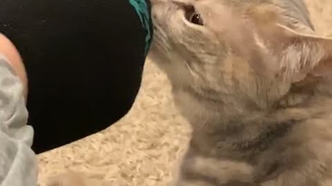 Cat Regrets Sniffing Foot