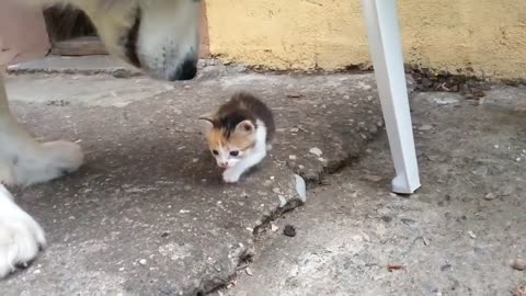 Dog Scared Of a Kittenn