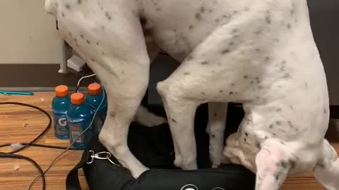 Dog Trying to Squeeze into a Small Bag