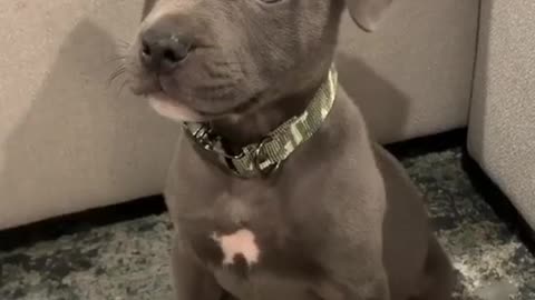 Cute and Adorable Puppy!