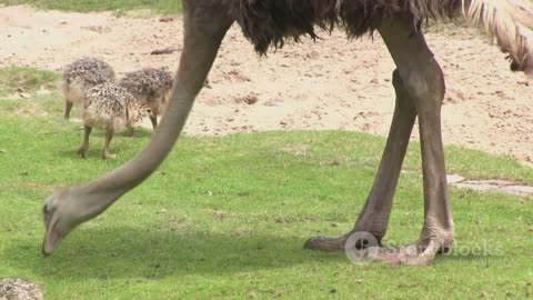 Ostrich Olympians: The Fastest Running Birds in the World