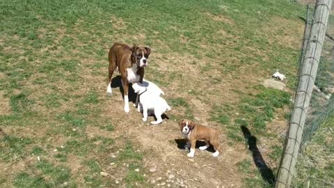 Boxer Mom and Puppies