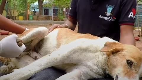 People Teach Scared Paralyzed Stray Dog How To Walk On His