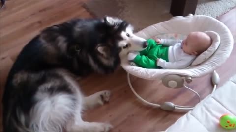Alaskan Malamute Claims Baby As His Own (And It’s Perfect!)