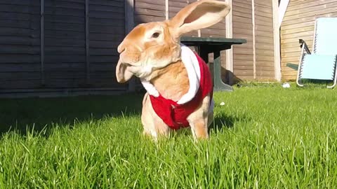 Adorable Christmas Bunny appears, it must be nearly Christmas!