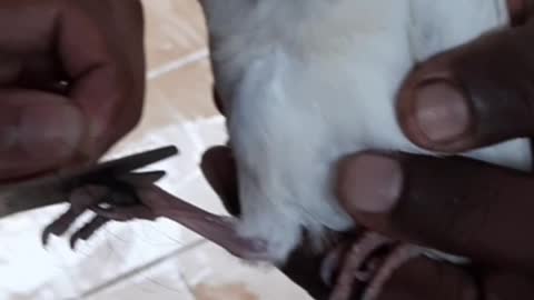 Saving the life of White Pigeon struggle with lady hair