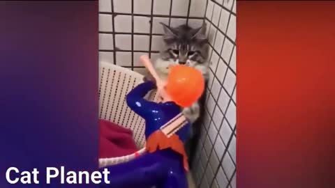 Funny pets. Funny and cute cats
