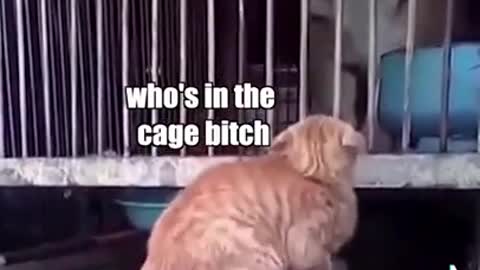 SCARED CATS FUNNY MOMENTS OF CATS STARTLED CATS #shorts #scared #cats #funny