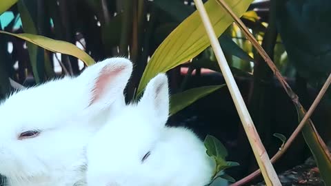 rabbits eating