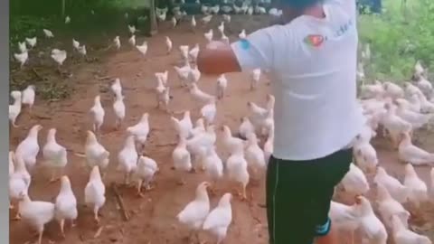 Chickens will take over the world