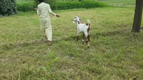 Amazing man meets first time with his goat / US Animals