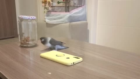 Parrot playing with mobile and dancing