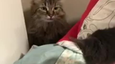 "Vampire" cat tries to scare off intruding kitten