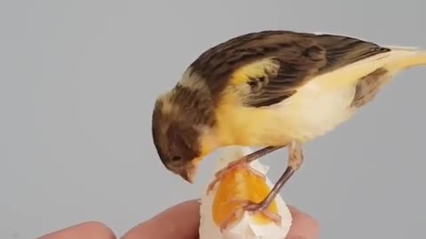 Poor bird hungry