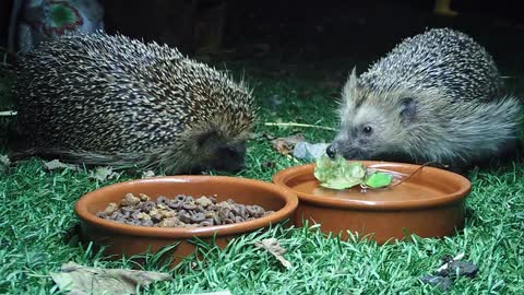 Mating hedgehogs