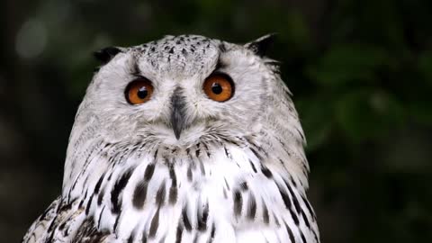 Siberian Eagle Owl