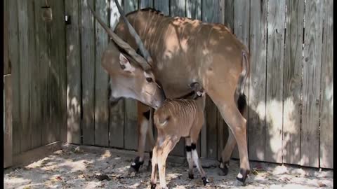 The Houston Zoo welcomes the arrival of a baby giant eland on October 11.