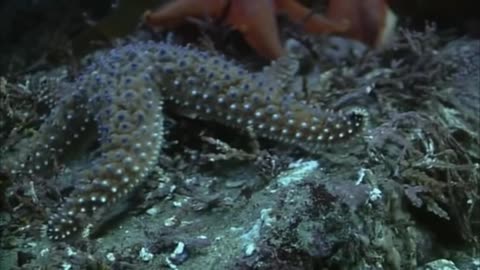 starfish racing each other to eat dead fish