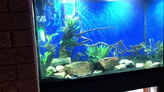 8 FOOT AQUARIUM STAND BUILD PART 5