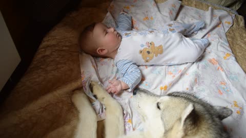 Large gray wolf and baby, incredible tenderness.