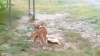 chihuahuas enjoying ribs