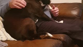 Old man shares sweet Christmas moment with boxer dog.