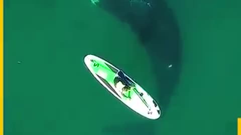 Paddleboarder Encounters Curious Whales