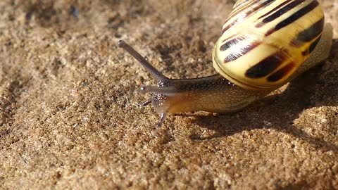 Videos, colorful snail loose in nature