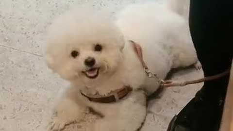Gigantic Fluffy Toy Poodle Dogs Love Being Carried Everywhere 😍Funny🐩 #shorts | Panda Love