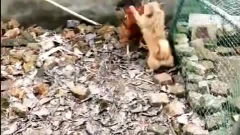 Angry 😡 Chicken VS Cute 🐶 Dog Fight - Funny Dog