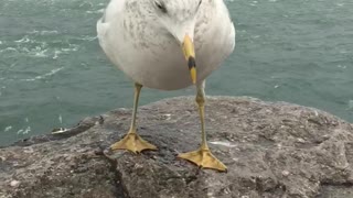 Fearless Seagull trying out a cookie