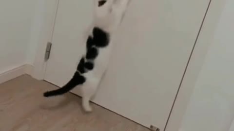 Dancing Cat Adorable