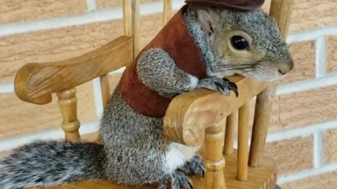 Little Squirrels Rocks in Rocking Chair
