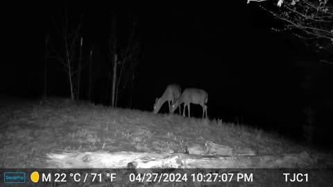 Two Deer / Thunderstorm