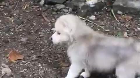 husky baby loves to run out side